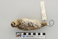 Dendragapus canadensis image