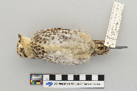 Dendragapus canadensis image