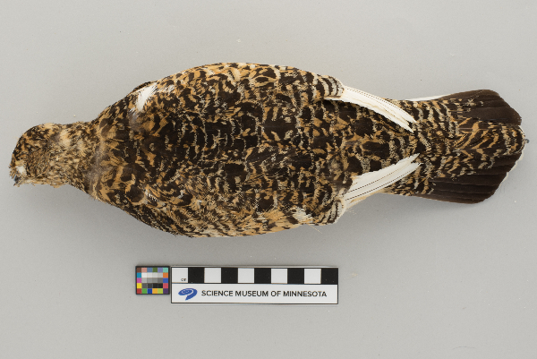 Lagopus mutus image