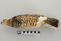 Lagopus mutus image