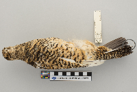 Lagopus mutus image