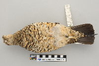 Lagopus mutus image