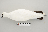 Lagopus mutus image