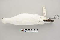 Lagopus mutus image