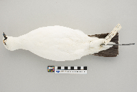 Lagopus mutus image