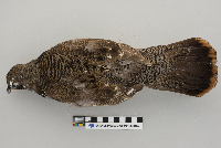 Dendragapus canadensis image