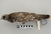 Dendragapus canadensis image