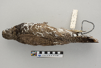 Dendragapus canadensis image