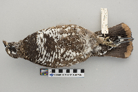 Dendragapus canadensis image