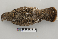 Dendragapus canadensis image