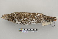 Dendragapus canadensis image