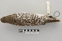 Dendragapus canadensis image