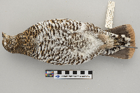 Dendragapus canadensis image