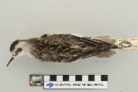 Phalaropus lobatus image