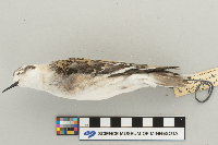 Phalaropus lobatus image