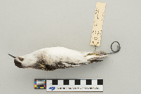 Phalaropus lobatus image