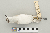 Phalaropus lobatus image
