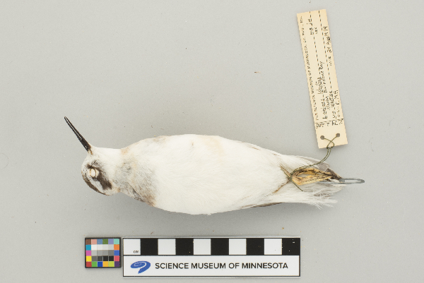 Phalaropodidae image