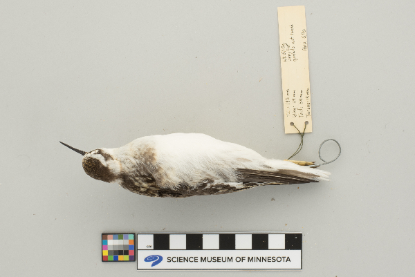 Phalaropus lobatus image