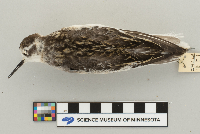 Phalaropus lobatus image