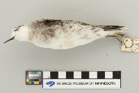Phalaropus lobatus image
