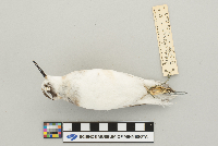 Phalaropus lobatus image