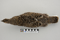 Dendragapus canadensis image