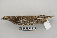 Dendragapus canadensis image