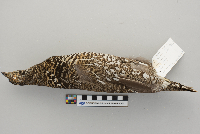 Dendragapus canadensis image