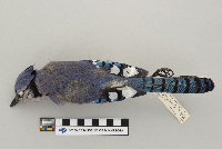 Cyanocitta cristata image