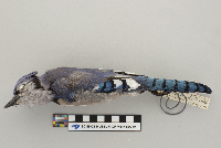 Cyanocitta cristata image