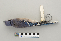 Cyanocitta cristata image