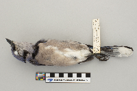 Cyanocitta cristata image