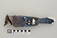 Cyanocitta cristata image