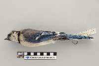 Cyanocitta cristata image