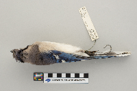 Cyanocitta cristata image