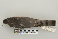 Accipiter striatus image