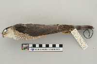 Accipiter striatus image