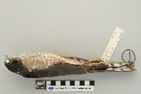 Accipiter striatus image