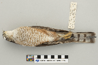 Accipiter striatus image