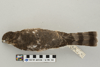 Accipiter striatus image
