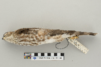 Accipiter striatus image