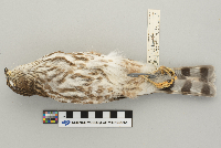 Accipiter striatus image
