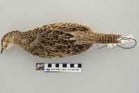 Phasianus colchicus image