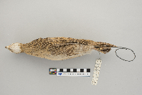 Phasianus colchicus image