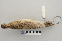 Phasianus colchicus image