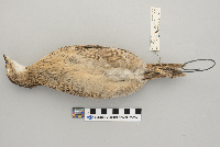 Phasianus colchicus image
