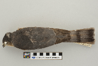 Accipiter striatus image