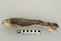 Accipiter striatus image