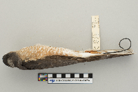 Accipiter striatus image